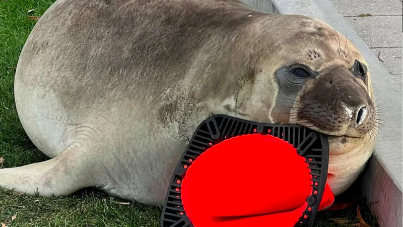 Neil the Seal lies on grass in a side profile view, partially obscured by a large red circular watermark.