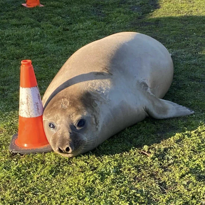 Neil the Seal, a 600-kilogram southern elephant seal, rests on grass beside an orange traffic cone with an inquisitive expression.