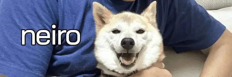 Genuine photograph of white Shiba Inu Neiro held by person in blue shirt.