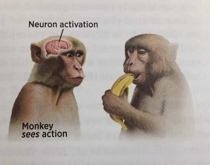 Textbook page scan of the Neuron Activation monkey illustration with faint reverse-page text visible