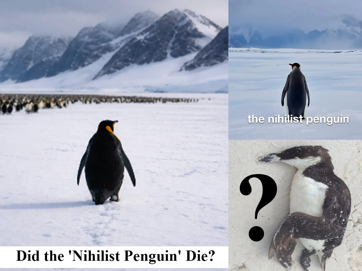 A 4-panel grid featuring penguin images and text overlays discussing the Nihilist Penguin meme concept.