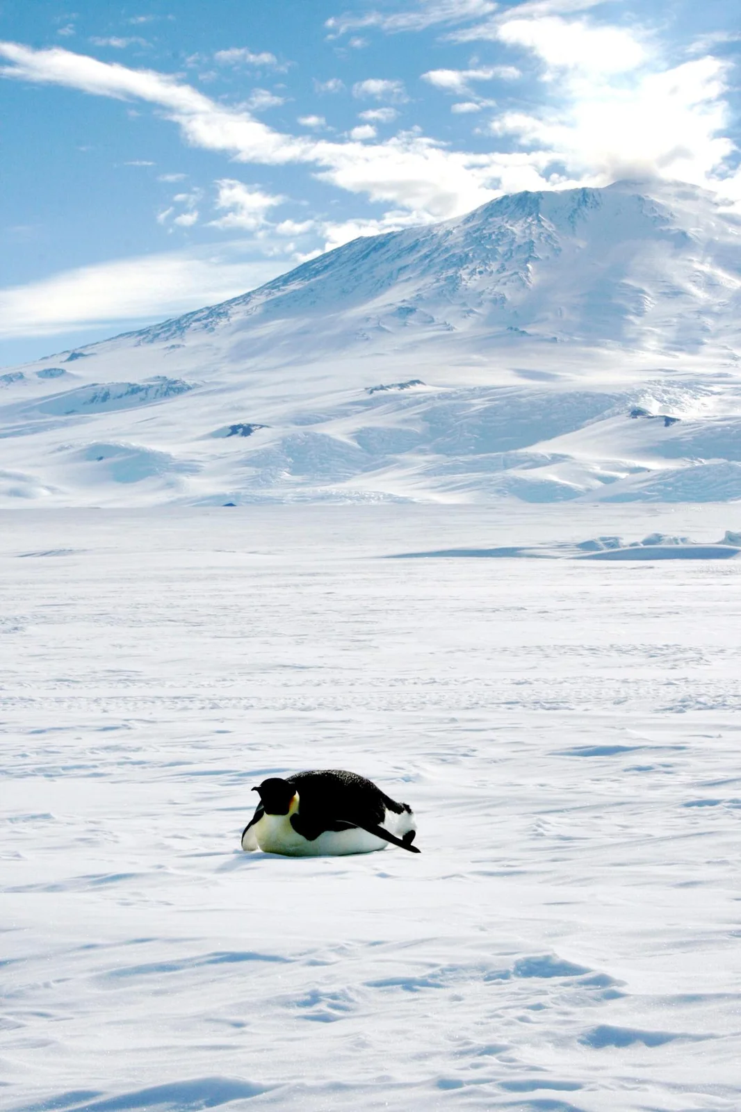 Nihilist Penguin — A single penguin walks alone across white snow and ice with a snow-capped mountain visible in the distance.
