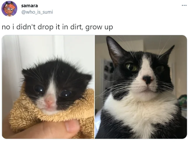 Tweet by @who_is_sumi showing before-and-after photos of a tuxedo cat with the caption 'no i didn't drop it in dirt, grow up'
