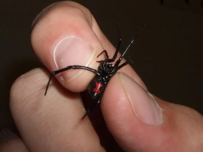 Nope — Black widow spider held between two fingers