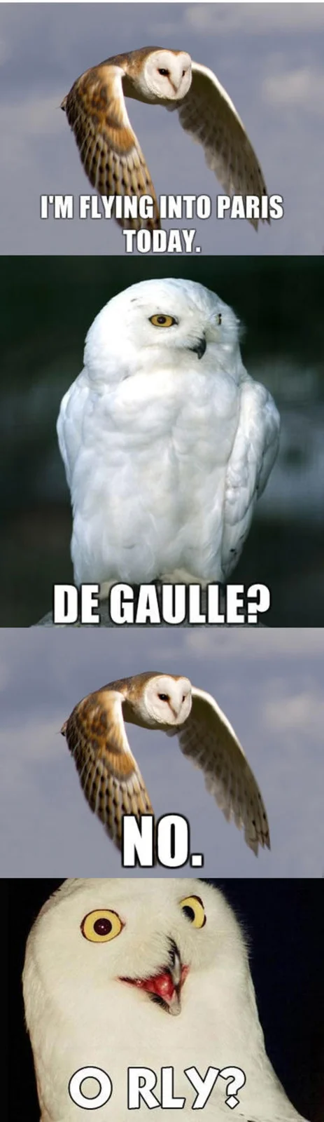 O RLY? — Four-panel meme with different owl species and snowy O RLY owl delivering final skeptical response.