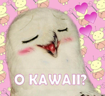 O RLY? — Snowy owl with happy closed eyes on pink background with cute emoticons captioned 'O KAWAII?'