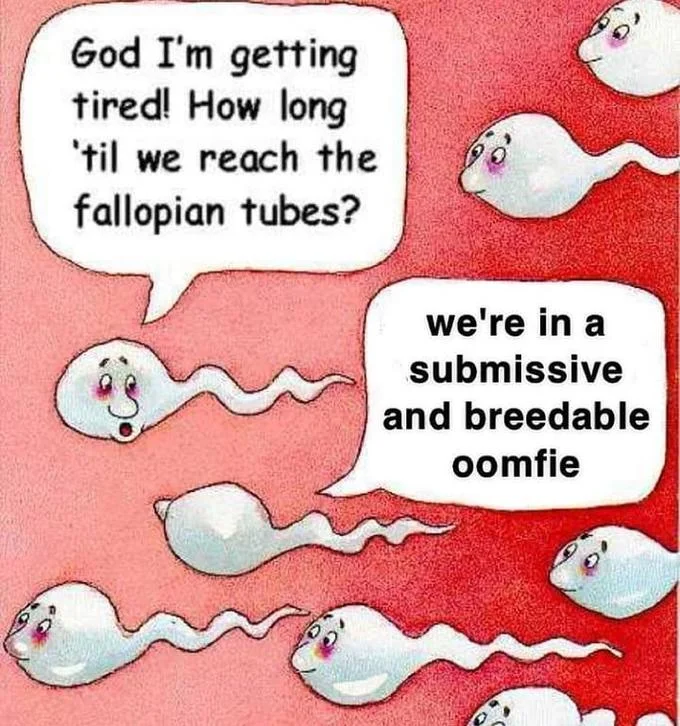 Cartoon sperm cells meme with speech bubbles referencing the submissive and breedable oomfie phrase