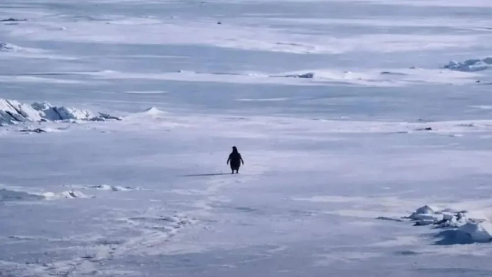 Penguin Walking Toward Mountain — A closer documentary still showing a single penguin walking across textured Antarctic ice with visible chunks, from Herzog's