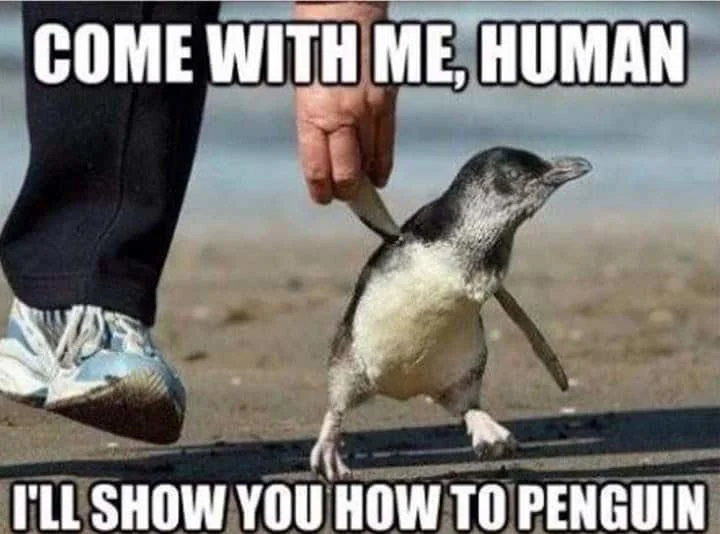 An impact font meme featuring a baby penguin being held by a human hand against a coastal background with text about teaching humans.