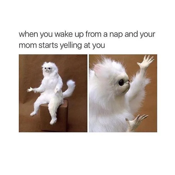Persian Cat Room Guardian — Persian cat meme with caption about waking up to mom yelling.