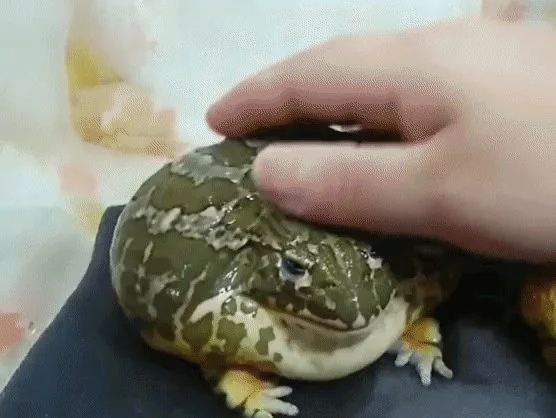 Pet the X