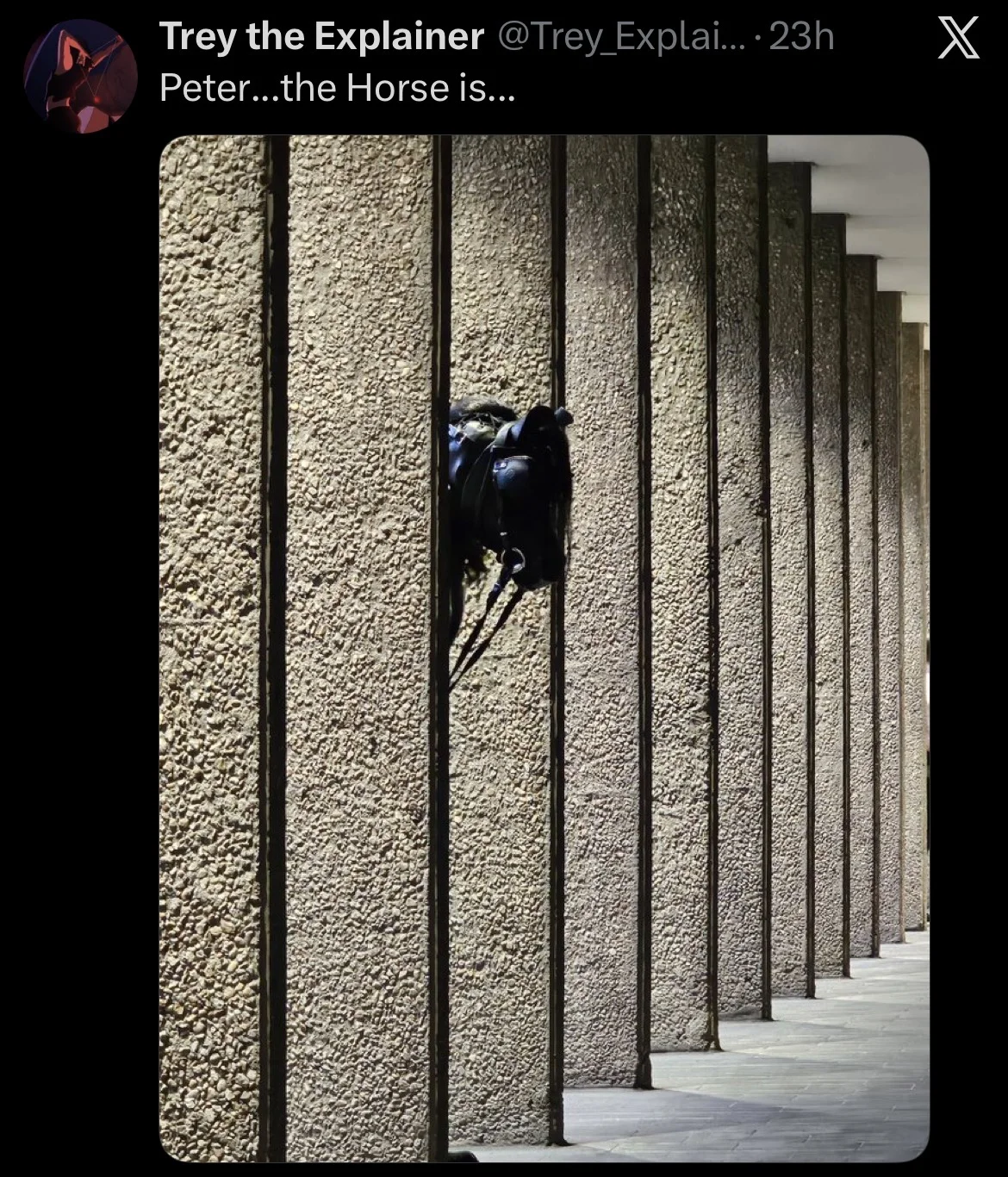Peter The Horse Is Here — Tweet by Trey the Explainer with caption 'Peter...the Horse is...' showing a horse stuck between concrete pillars