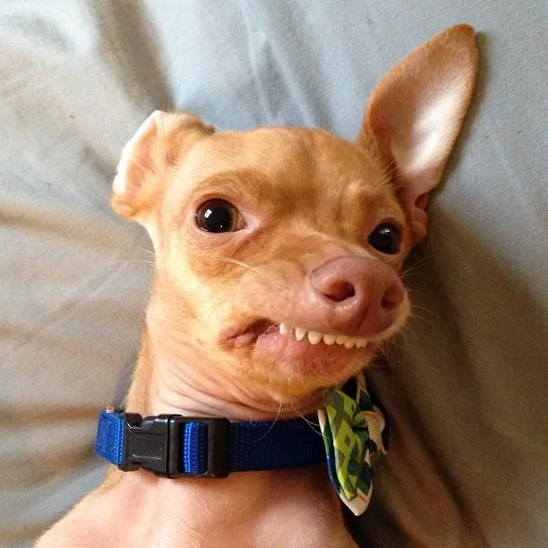 Phteven — Tuna dog with blue collar showing overbite grin