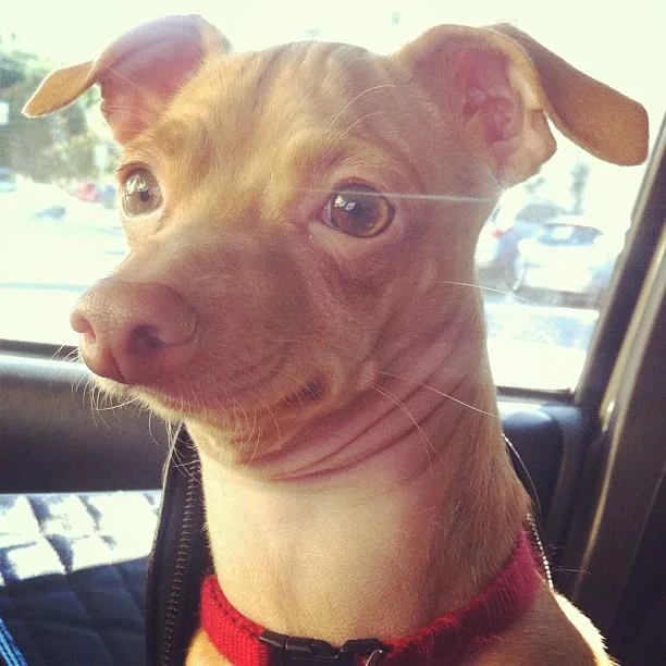 Phteven — Chiweenie dog Tuna sitting in car with red collar