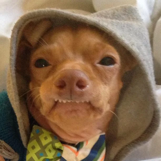 Phteven — Tuna the dog wearing gray hoodie and bow tie