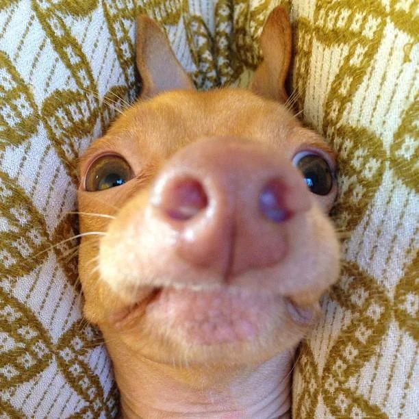 Phteven — Extreme close-up selfie of Tuna the chiweenie