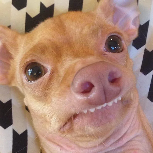 Phteven — Close-up of Tuna chiweenie with visible overbite teeth