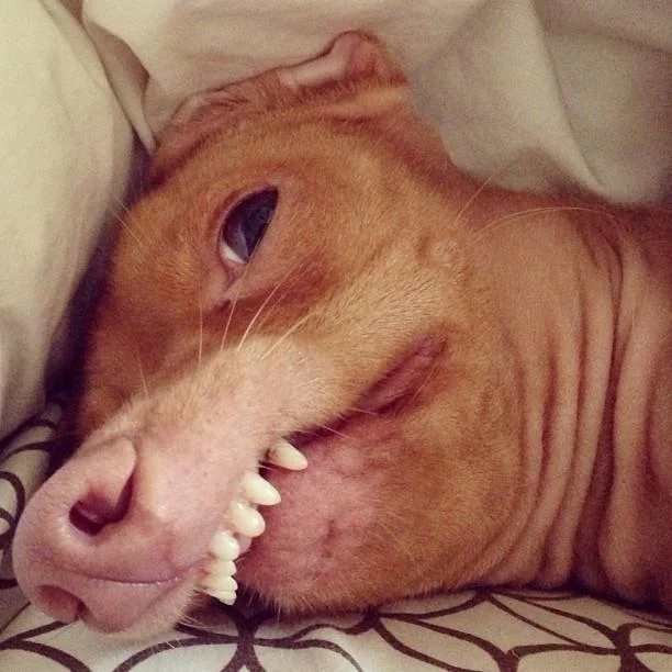 Phteven — Tuna the chiweenie laying down with teeth showing