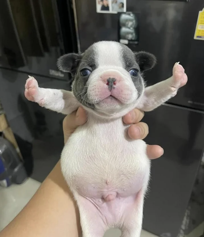 Pibble — Black and white French Bulldog puppy held up in a hand with paws stretched out