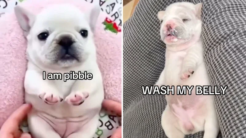 Two-panel meme of white Pibble puppy with captions 'I am pibble' and 'WASH MY BELLY'