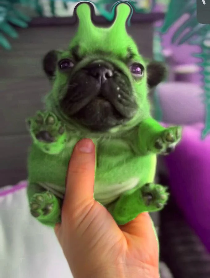 Green alien-edited Pibble puppy with antennae held up by a hand
