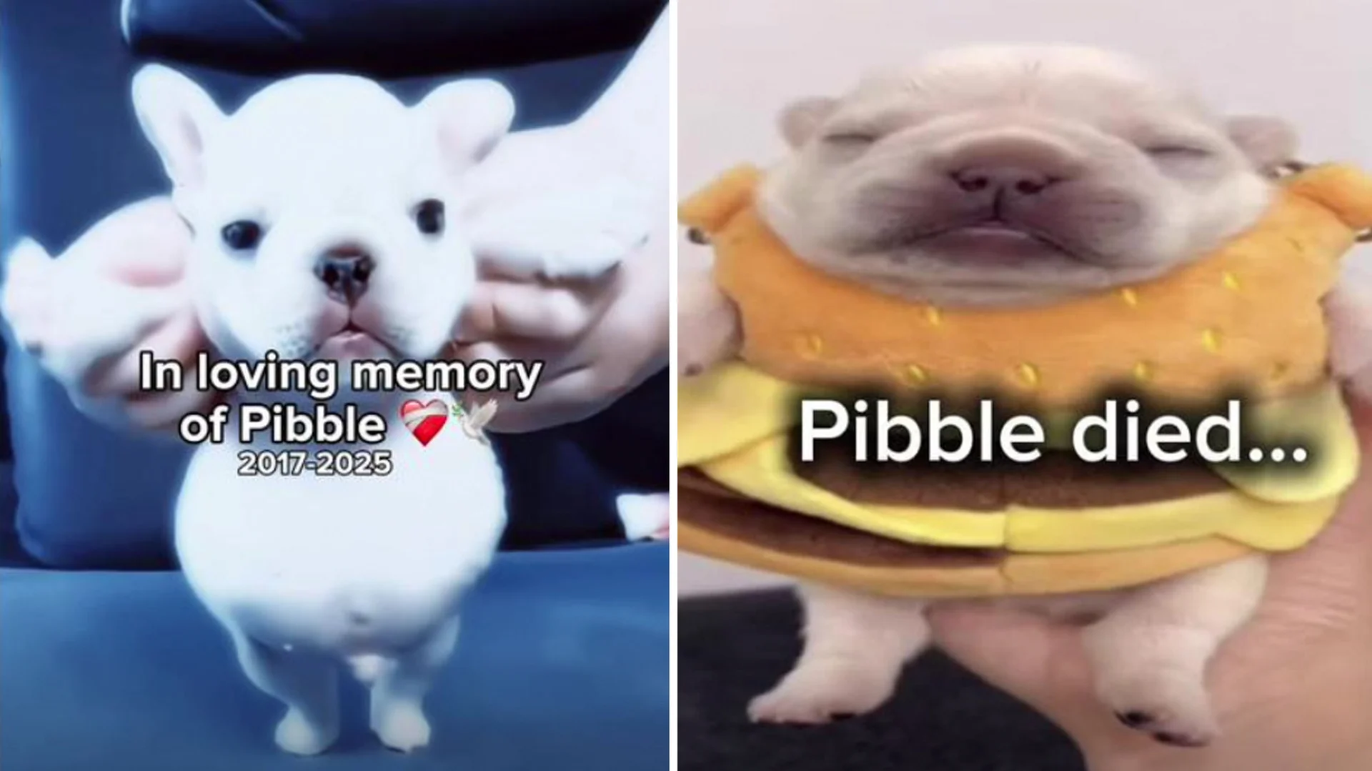 Two-panel tribute image with 'In loving memory of Pibble 2017-2025' and 'Pibble died...' captions