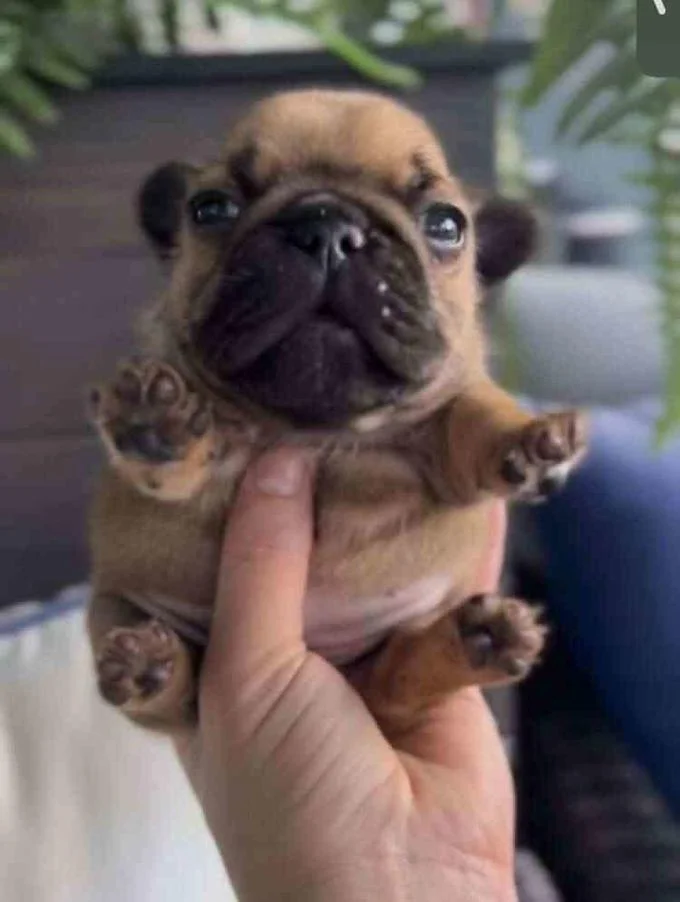 Pibble — Brown French Bulldog puppy held up by a hand with paws spread out