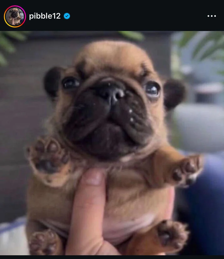 Instagram screenshot from pibble12 account of a brown French Bulldog puppy held up in a hand