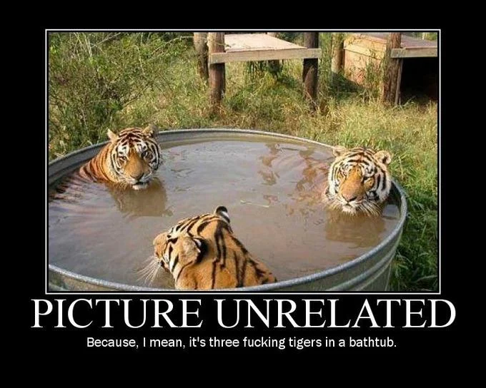 Three tigers sitting in a metal tub of water, motivational-poster format with 'PICTURE UNRELATED' caption