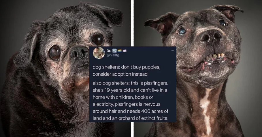 Two senior dog portraits with overlaid tweet introducing the 'pissfingers' joke about absurd shelter adoption criteria.