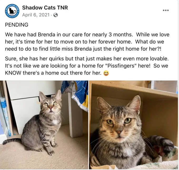 Shadow Cats TNR Facebook post referencing the pissfingers meme while listing a tabby cat named Brenda for adoption.