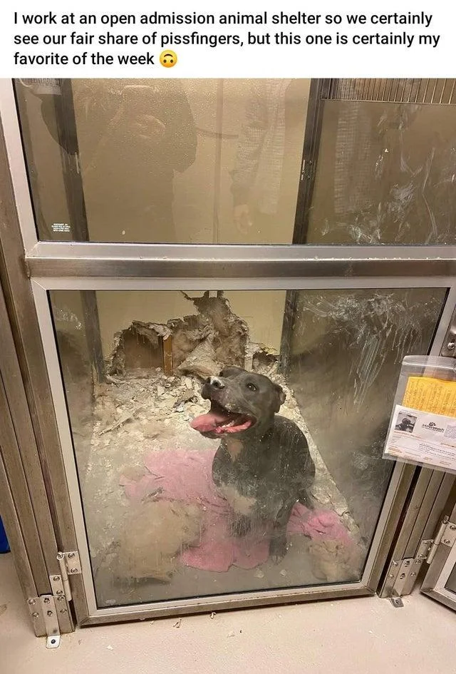 Gray pit bull in a trashed shelter kennel, captioned as a favorite pissfingers.
