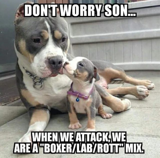 Pitbulls vs. Toddlers — Pitbull parent and puppy with caption joking about being misidentified as a boxer-lab-rottweiler mix after attacks