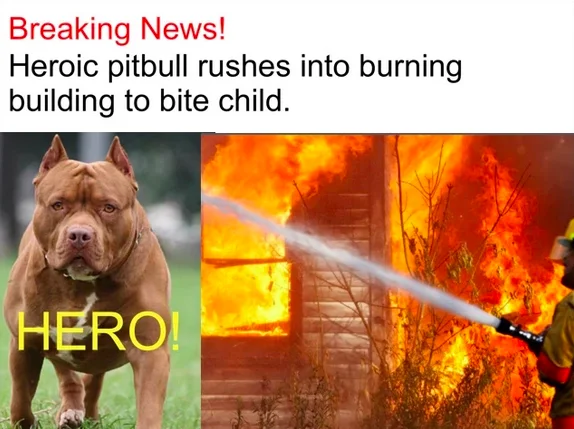 Pitbulls vs. Toddlers — Fake news meme about a 'heroic' pitbull running into a burning building to bite a child