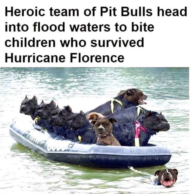 Pitbulls vs. Toddlers — Dogs in an inflatable raft on floodwaters with a mock headline about pitbulls biting Hurricane Florence survivors