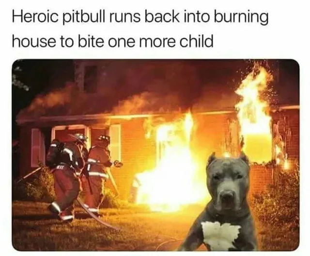 Pitbulls vs. Toddlers — Grey pitbull composited in front of a burning house with firefighters and mock headline