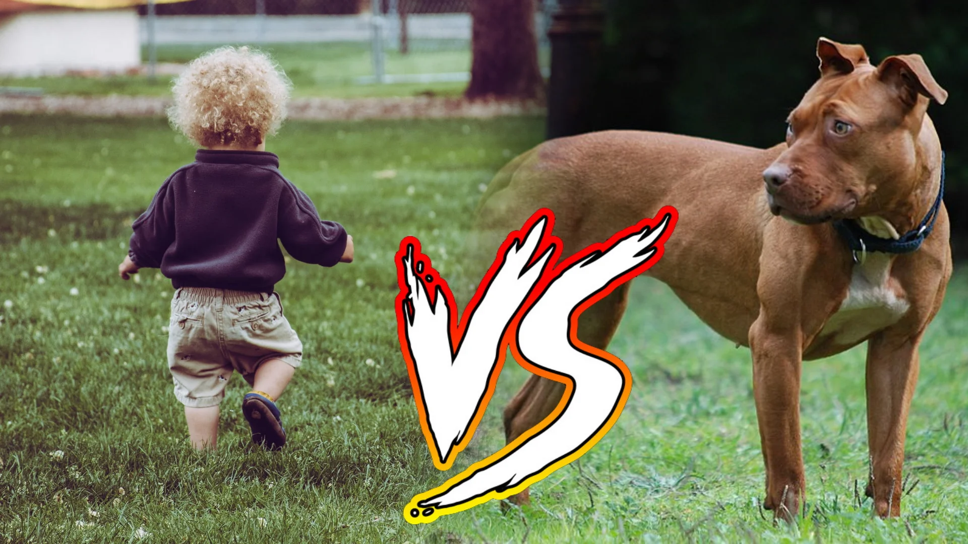 Pitbulls vs. Toddlers — Toddler running on grass versus a brown pitbull with a VS graphic between them