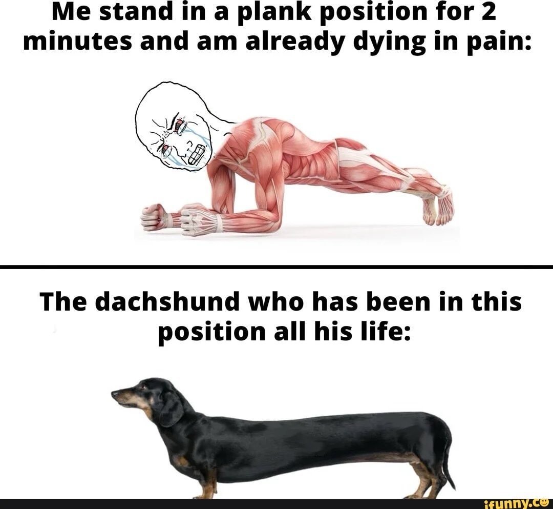 An anatomical diagram comparing a person struggling in plank position with a dachshund whose elongated body naturally matches planking.
