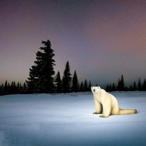 Polar Bear 2026 — Square-crop of the elongated polar bear sitting in snow at twilight