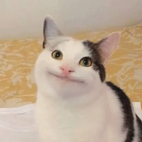 Polite Cat — A white and brown cat with a distinctly gentle, friendly expression and slightly raised eyebrows displaying a polite demeanor.