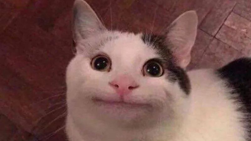 A well-composed photograph of the white and brown polite cat's face against a warm reddish-brown background displaying its signature gentle expression.