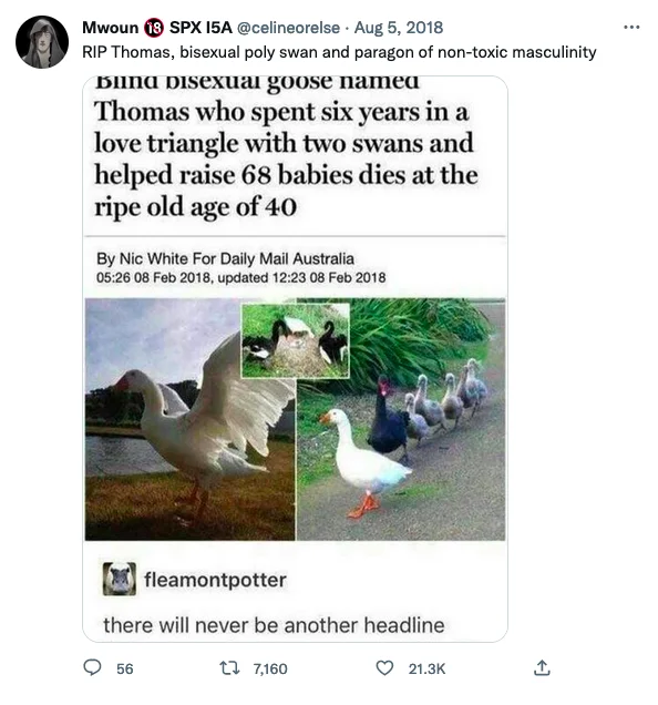 Tweet about Thomas, a bisexual poly goose who lived in a love triangle with two swans.