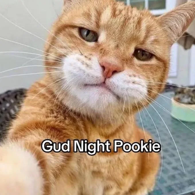 An orange and white tabby cat with a slightly unimpressed expression captioned 'Gud Night Pookie' in white text.