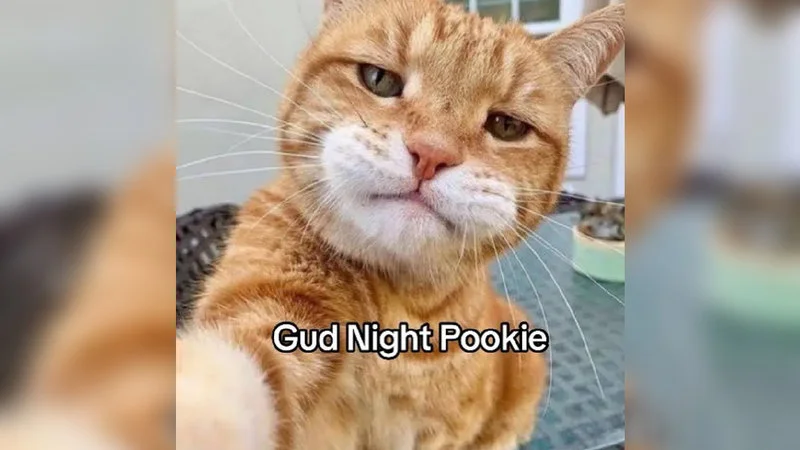 An orange and white tabby cat photographed close-up with an unimpressed expression captioned 'Gud Night Pookie'.