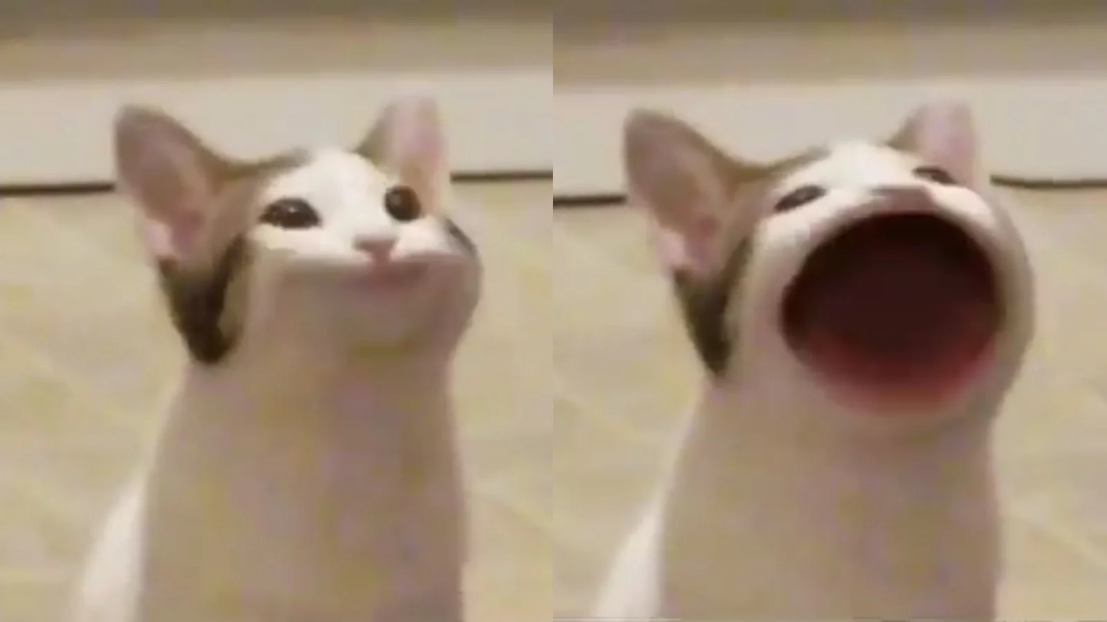 Comparison meme of Pop Cat and a shouting My Hero Academia manga character