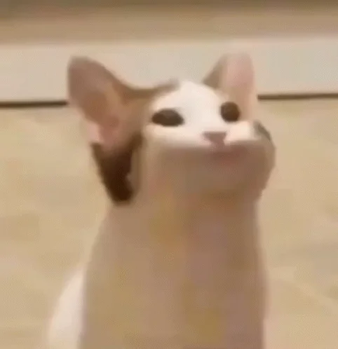 Side-by-side of the Pop Cat with mouth closed and mouth open in a wide circle