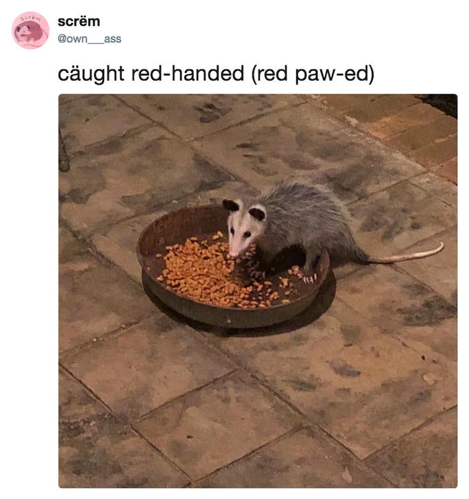 Possums — Tweet showing opossum caught eating from pet food bowl