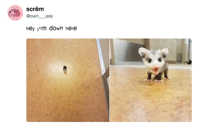 Possums — Tweet showing tiny baby possum on floor with close-up view