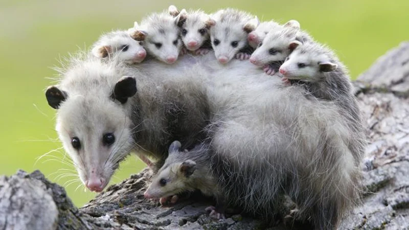 Possums — Mother opossum carrying multiple babies on her back on a tree branch