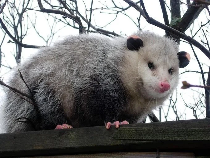 Possums — Opossum standing on a wooden fence looking at camera